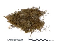 藏品(摺葉苔)的圖片